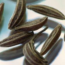 Attēlu rezultāti vaicājumam “Carum carvi”