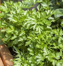 Image result for Petersilie