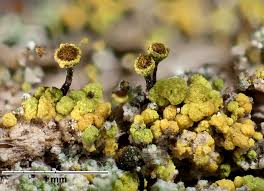 Attēlu rezultāti vaicājumam “Chaenotheca trichialis”