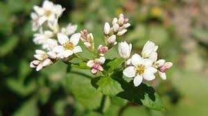 Attēlu rezultāti vaicājumam “Fagopyrum esculentum leaf”