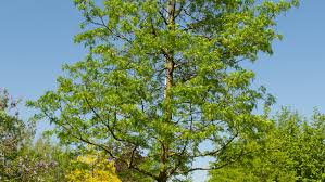 Attēlu rezultāti vaicājumam “Gleditsia triacanthos bud”