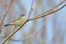 Attēlu rezultāti vaicājumam “Phylloscopus collybita adult”