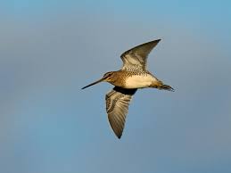 Image result for Gallinago gallinago