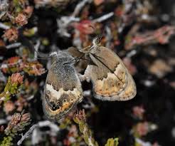 Attēlu rezultāti vaicājumam “Coenonympha hero underside”