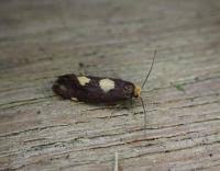 Attēlu rezultāti vaicājumam “Incurvaria oehlmanniella”