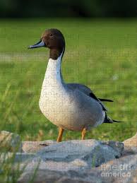 Attēlu rezultāti vaicājumam “Anas acuta”