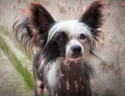 Image result for Co de Crista Chins