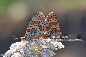 Attēlu rezultāti vaicājumam “Mellicta athalia”