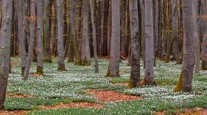 Attēlu rezultāti vaicājumam “Carpinus betulus male flower”