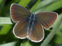 Attēlu rezultāti vaicājumam “Cyaniris semiargus male”