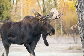 Attēlu rezultāti vaicājumam “Alces alces”