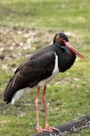 Attēlu rezultāti vaicājumam “Ciconia nigra”