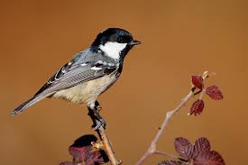 Attēlu rezultāti vaicājumam “Periparus ater adult”