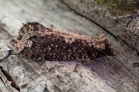 Attēlu rezultāti vaicājumam “Scardia boletella”