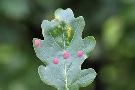 Attēlu rezultāti vaicājumam “Neuroterus quercusbaccarum”