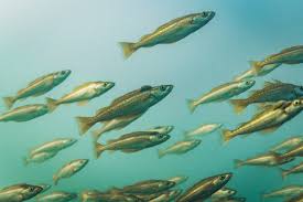 Image result for Pollachius pollachius