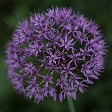 Image result for Zierlauch