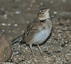 Image result for Melanocorypha calandra