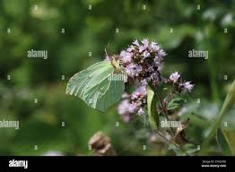 Attēlu rezultāti vaicājumam “Gonepteryx rhamni female”
