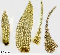 Attēlu rezultāti vaicājumam “Mylia anomala”