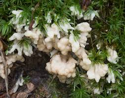 Attēlu rezultāti vaicājumam “Sebacina incrustans”