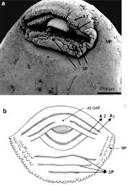 Attēlu rezultāti vaicājumam “Pseudepidalea viridis adult”