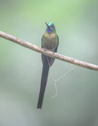Attēlu rezultāti vaicājumam “Lycogala asperum sessile”