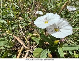 Attēlu rezultāti vaicājumam “Convolvulus arvensis flower”