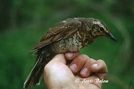 Image result for Zoothera sibirica