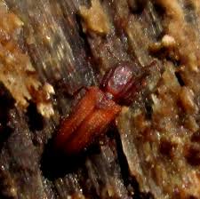 Attēlu rezultāti vaicājumam “Bitoma crenata imago”