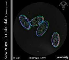 Attēlu rezultāti vaicājumam “Sowerbyella radiculata”