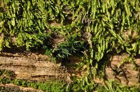 Attēlu rezultāti vaicājumam “Dicranum viride”