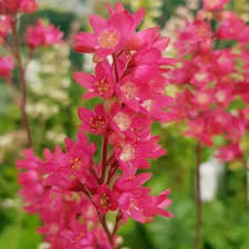 Image result for Heuchera `Swirling Fantasy`