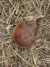 Image result for Limulus polyphemus
