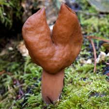 Attēlu rezultāti vaicājumam “Gyromitra”