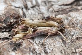 Attēlu rezultāti vaicājumam “Actinotia polyodon”