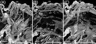 Attēlu rezultāti vaicājumam “Strongylosoma pallipes”