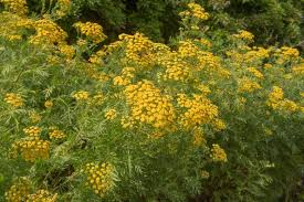 Image result for Tanacetum vulgare
