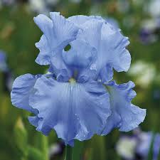 Image result for Iris