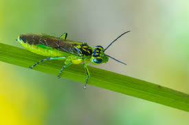Attēlu rezultāti vaicājumam “Rhogogaster picta”