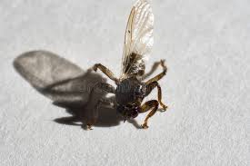 Attēlu rezultāti vaicājumam “Lipoptena cervi”