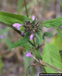 Attēlu rezultāti vaicājumam “Galeopsis tetrahit leaf”
