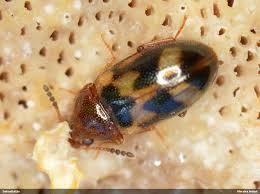 Attēlu rezultāti vaicājumam “Tetratoma ancora”