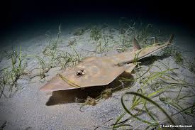 Image result for Rhinobatos rhinobatos