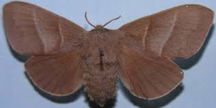 Attēlu rezultāti vaicājumam “Macrothylacia rubi”