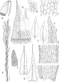 Attēlu rezultāti vaicājumam “Pohlia cruda”