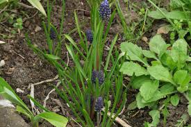 Attēlu rezultāti vaicājumam “Muscari neglectum”