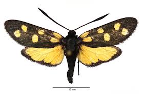 Attēlu rezultāti vaicājumam “Zygaena filipendulae exuvia”