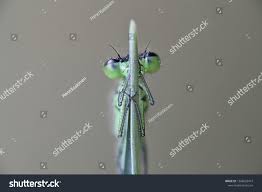 Attēlu rezultāti vaicājumam “Coenagrion armatum male”