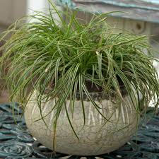 Attēlu rezultāti vaicājumam “Carex caryophyllea leaf”